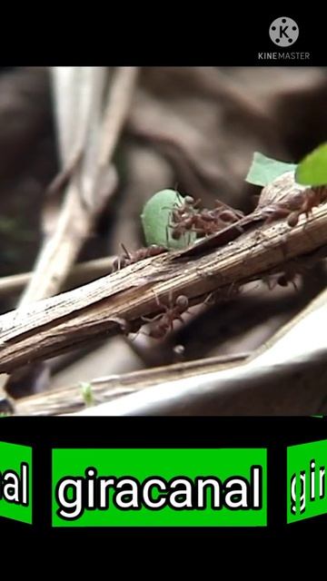 formigas cortadeiras смотреть онлайн