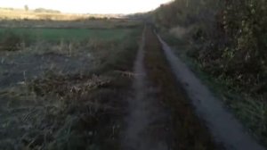Осень желтомордая