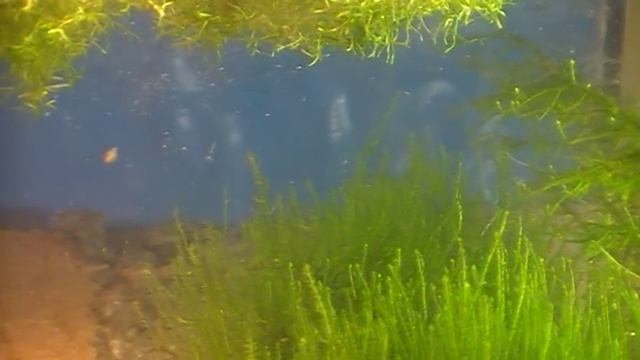 Mох в миниаквариуме. смотреть онлайн