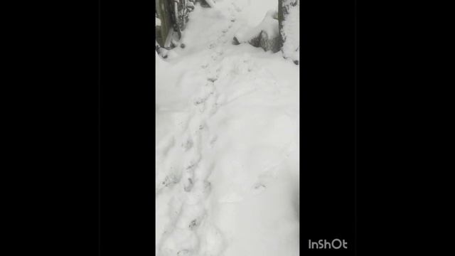 Первый снег. "На снегу были видны, следы огромной собаки..."Как в фильме "Собака Баскервилей". смотреть онлайн