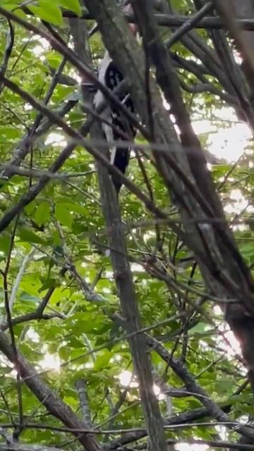 Hungry Downy Woodpecker! #nature смотреть онлайн