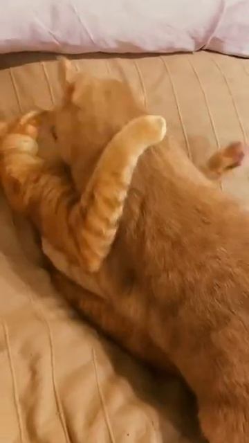 Самое милое видео Котов / Том и его друг / Любовь Котов / Игры двух котиков / Борьба котиков / Cats смотреть онлайн