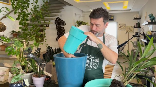 Como Plantar Raphis Em Um Vaso Lindo Para Sua Sala смотреть онлайн