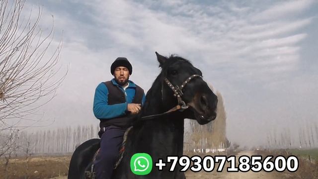 ОТНИ ОТИ БУГАТТИ ЧИКДИ УЛОГИГА 100% КАФОЛАТ ДЕДИ ТОЙНИ КУРИНГ 1.5 ёш.! Продаётся Лошады (Mus Tv)#OT смотреть онлайн