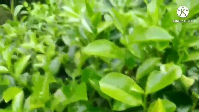 History and present situation of ceylon tea in Sri Lanka as an economic and economic crop смотреть онлайн