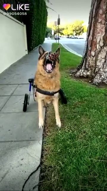 Ставьте лайки если жалко собаку смотреть онлайн