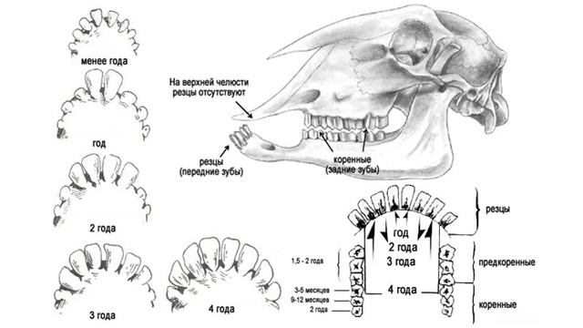 Как определить возраст козы смотреть онлайн