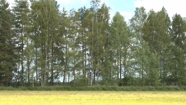 Поезда на перегоне Нерехта - Космынино. Синий ЧС7, Ласточки и двухэтажный поезд из Петербурга смотреть онлайн