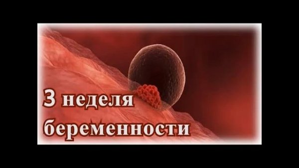 Беременность по неделям. 3 - 4 недели беременности