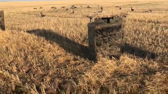 Зеркальный скрадок опыт охотников!!!! смотреть онлайн