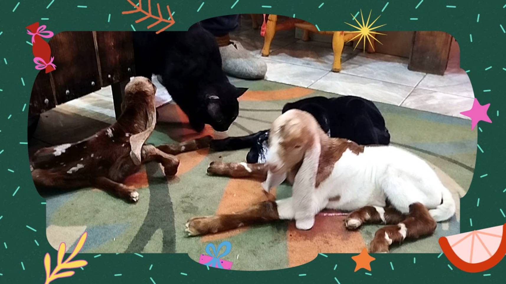 ВЫГУЛИВАЮ КОНТАКТНЫЙ ЗООПАРК смотреть онлайн