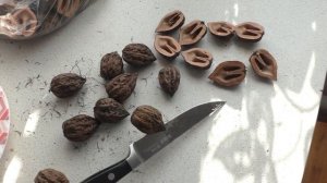 Маньчжурский орех, как расколоть.