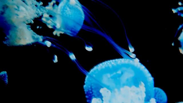 Гармоничная музыка для отдыха и прекрасного сна и успокоения нервной системы смотреть онлайн