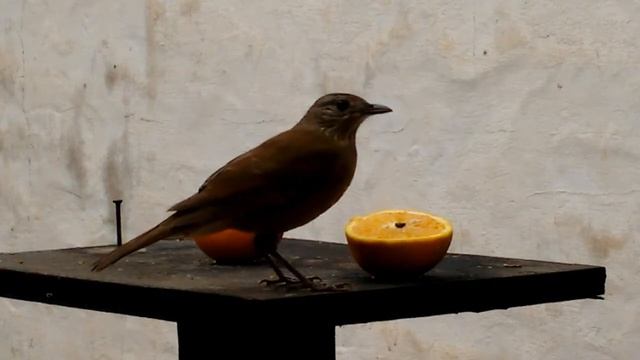 Linda sabiá comendo laranja no quintal смотреть онлайн