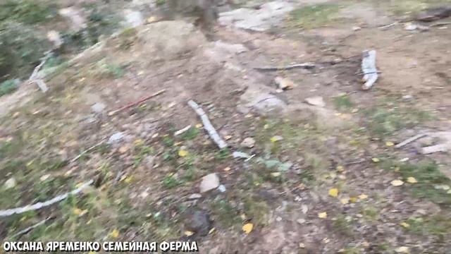 НАВОЗ БЕСПЛАТНО / МИНИ ТРАКТОР / Работа после работы / Дочки помогают смотреть онлайн