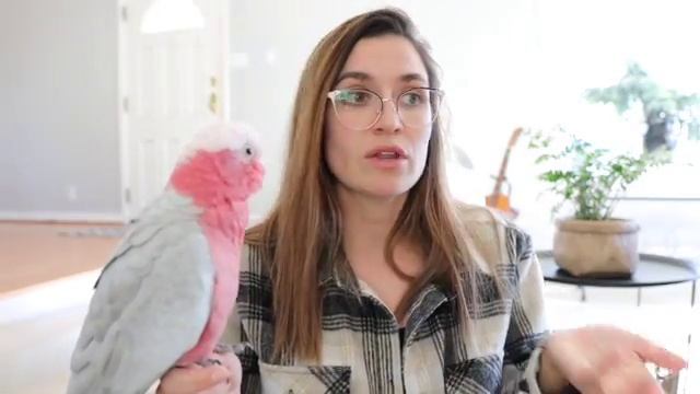 Parrot Potty Training 101 смотреть онлайн
