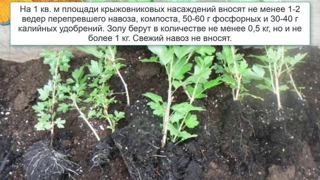 Подкормка крыжовника весной смотреть онлайн