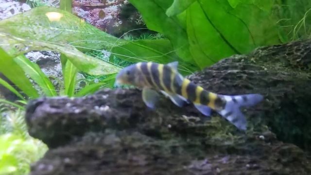 botia loach hunting and eating snails смотреть онлайн