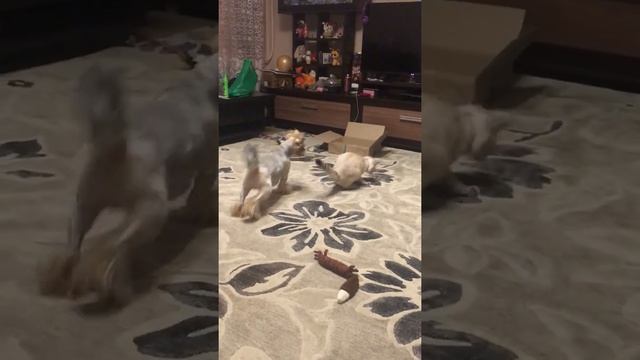 Тайская кошечка носит бумажку как собачка смотреть онлайн