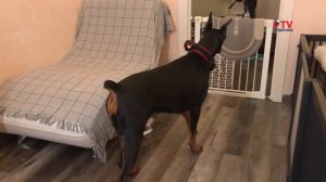 Кошки-ориенталы: особенности породы