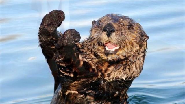 Парень вошёл в воду и тут что то коснулось его ноги. Он был в УЖАСЕ! смотреть онлайн