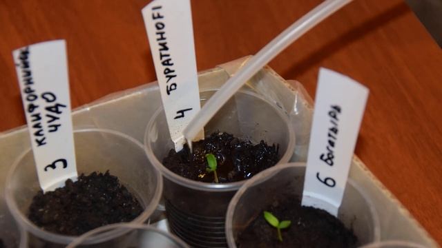 Как поливать рассаду перца смотреть онлайн