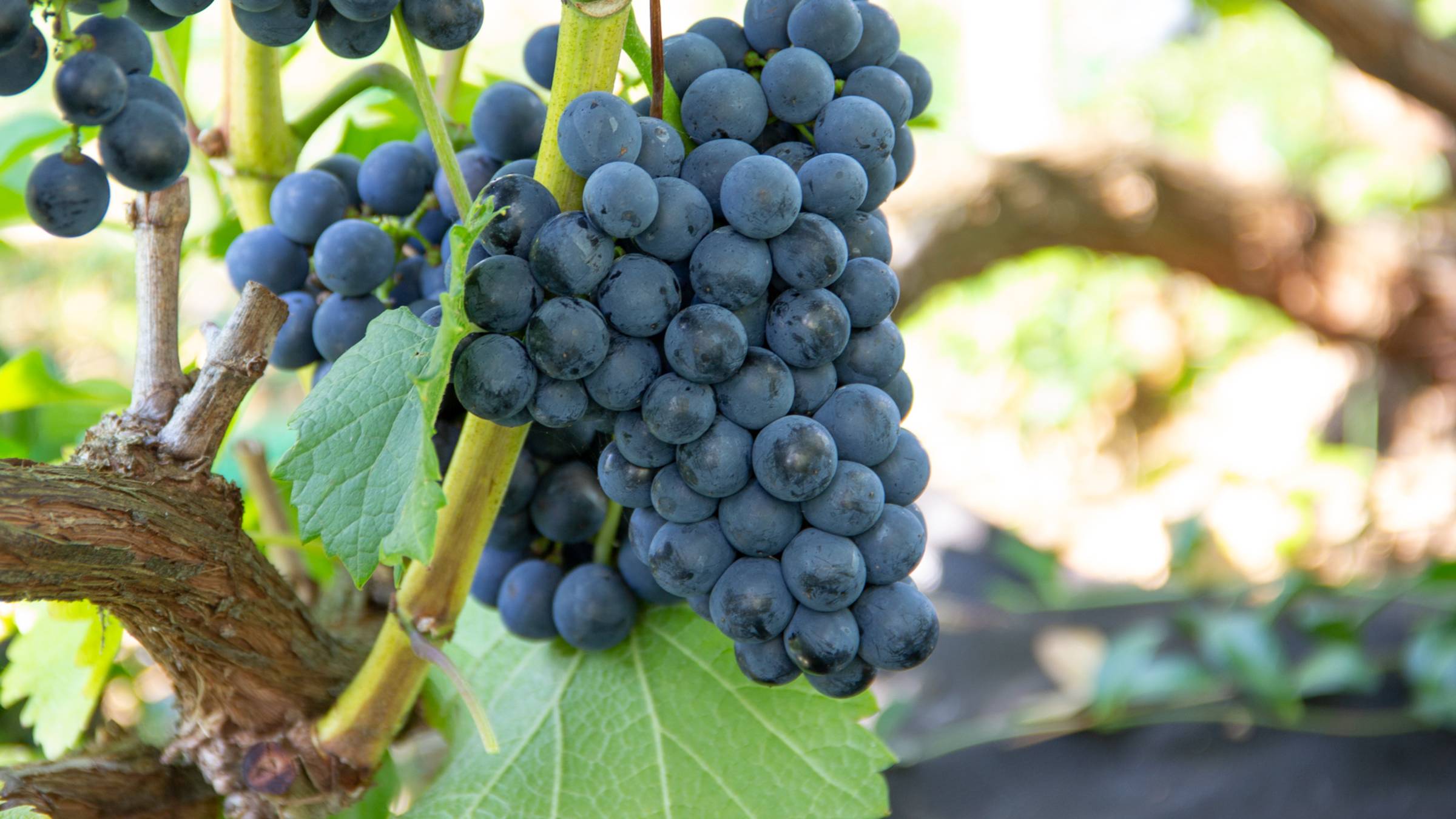 Самые сладкие винные сорта винограда смотреть онлайн