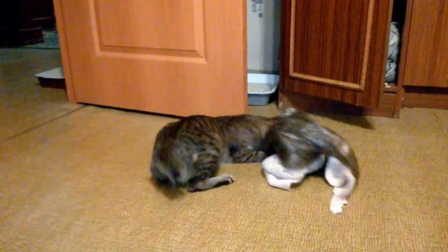 Подобрали котенка. Кира. Уже год дома. Любовь и ненависть к пакетам. смотреть онлайн