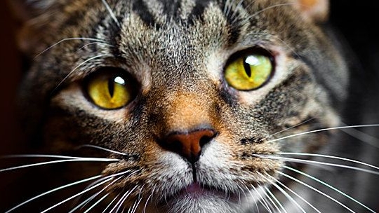 Barbara Streisand. #КосяКосяков. Memory смотреть онлайн