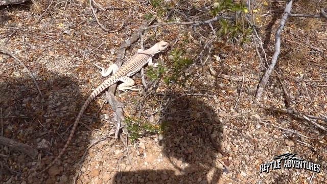 CHUCKWALLAS (and other DESERT LIZARDS) IN THE WILD! Are we keeping them correctly? смотреть онлайн