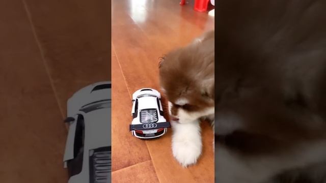 当我和小奶狗玩捉迷藏，藏到了柜子里，却被一下子找到了【钱袋爱吃肉】 смотреть онлайн