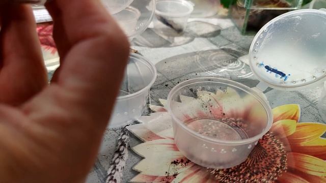 Пересадка пауков Чёрный эрезус смотреть онлайн