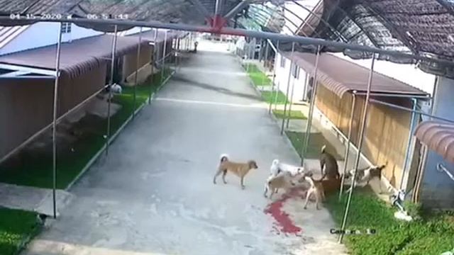 собаки разрывают оленя смотреть онлайн