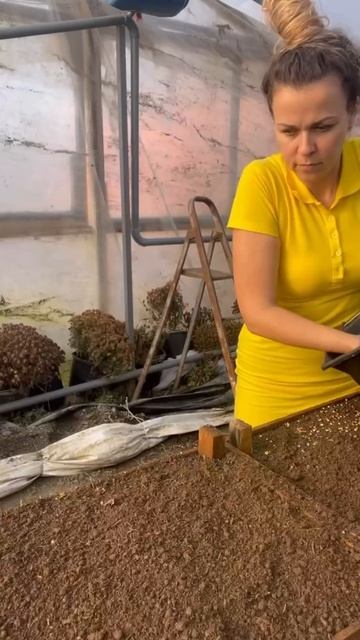 Посадка перца