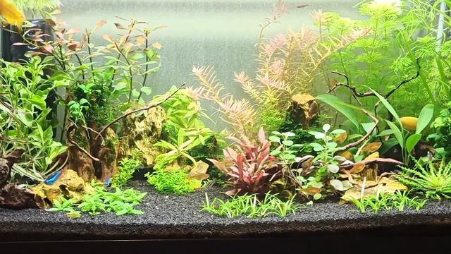 Фантазия #Aquacontest смотреть онлайн