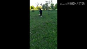 Прогулка с собакой// Vlog// Katusha Laptseva