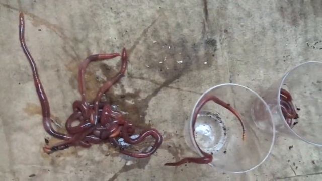 Наблюдения за ТДЧ 20.10.2014 1 смотреть онлайн