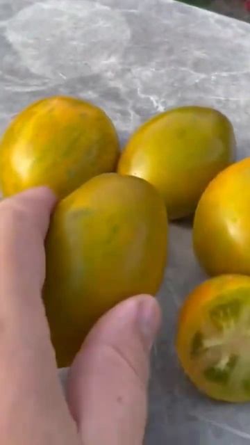 Купить Семена томата Дерзкая Мария на www.pomidorki.com.ua смотреть онлайн