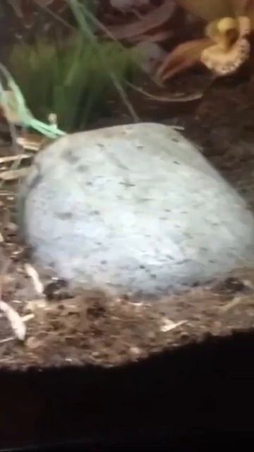 Big Bert can run Fast Too! 🕸️🕷️ #lilboogsbugcorner смотреть онлайн