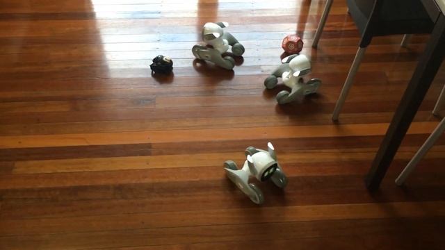 Comparison: Loona Robot & Vector Robot смотреть онлайн