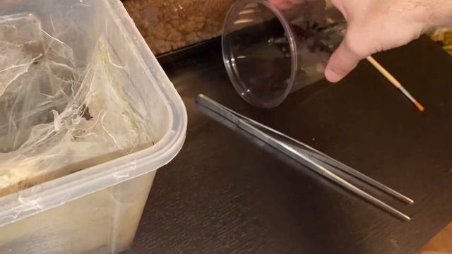 Rehousing 3 adult arboreal spiders, Psalmopoeus irminia 2x & Poecilotheria fasciata смотреть онлайн