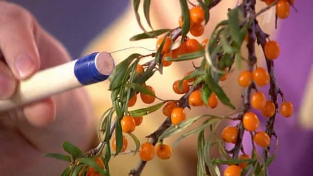 Когда и как собирать облепиху смотреть онлайн