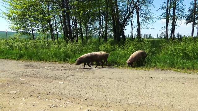 Три поросёнка смотреть онлайн