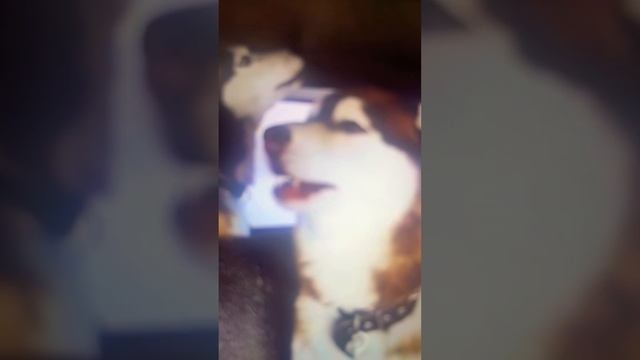 Собаки хаски смотреть онлайн