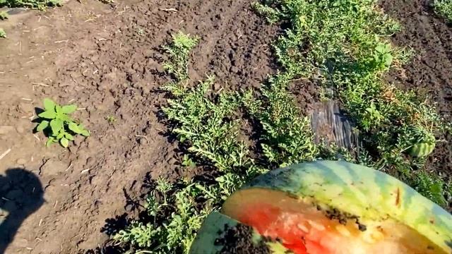 Что с моим полем ,арбузом и где и когда урожай? смотреть онлайн
