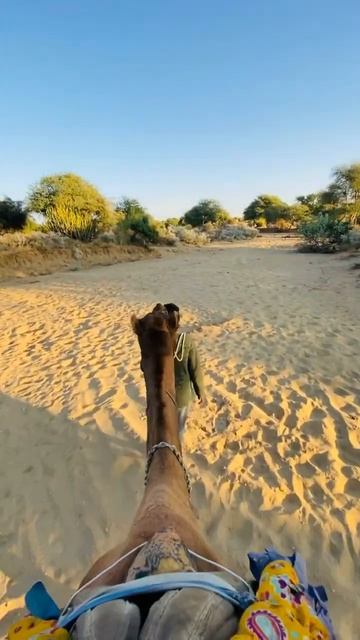 Camel Safari In Thar Desert With Sunset View | Mini Vlog Camel Safari In Desert Jaislmair