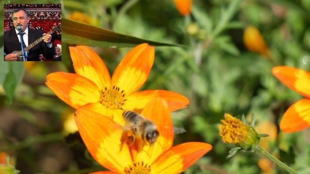 халимжон жураев архивдан 1976 йил #like #видео #подписаться #musicvideo #new