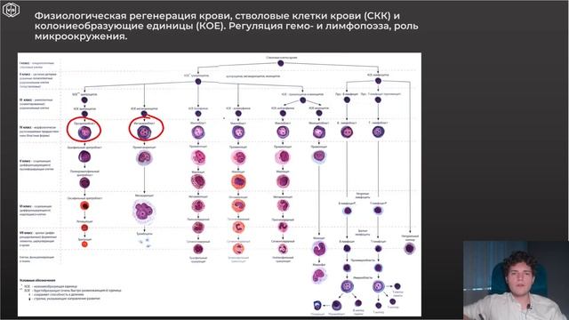 Гистология | ГЕМОПОЭЗ