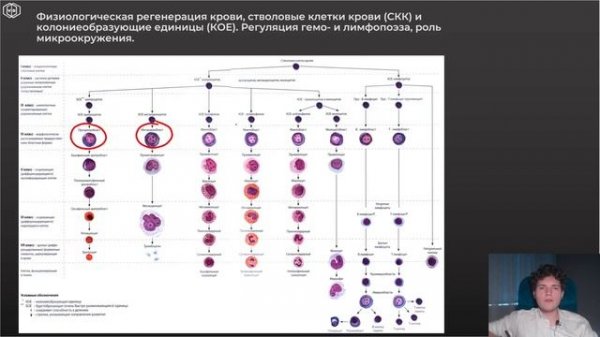 Гистология | ГЕМОПОЭЗ