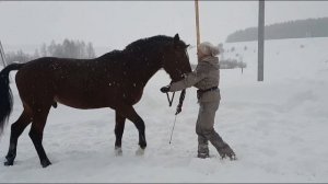 Обучение жеребца. Жеребец кусается, свечит, бьёт человека. Ищем проблемы и пытаемся их решить.